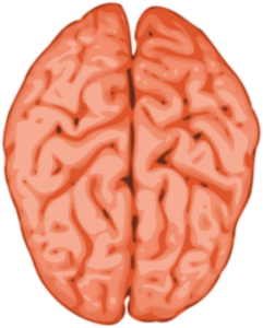 Brain 145434_1920